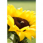 freiberufler Produktfotografie / Bildbearbeitung / Übersetzungen auf freelance.de