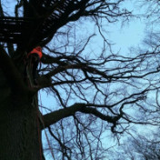 freiberufler Baumpflege auf freelance.de