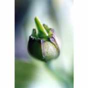 freiberufler Dipl. Kommunikationsdesignerin | Fotografin auf freelance.de